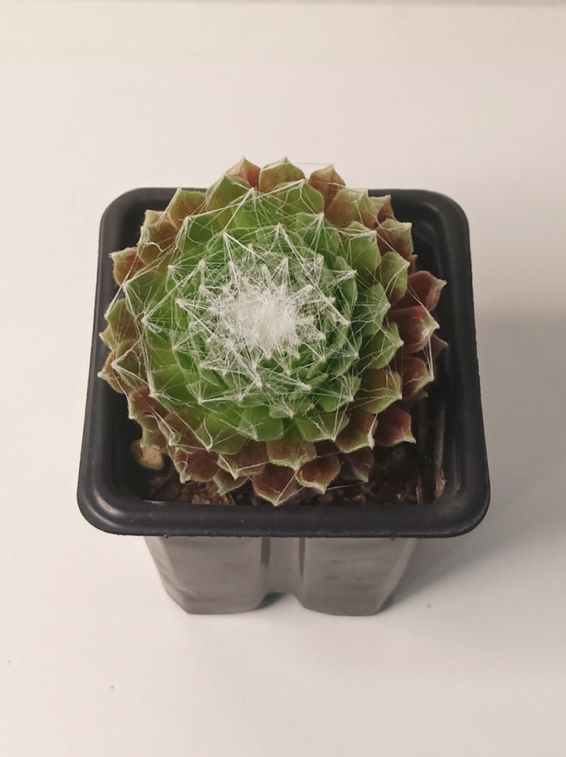 Sempervivum arachnoideum